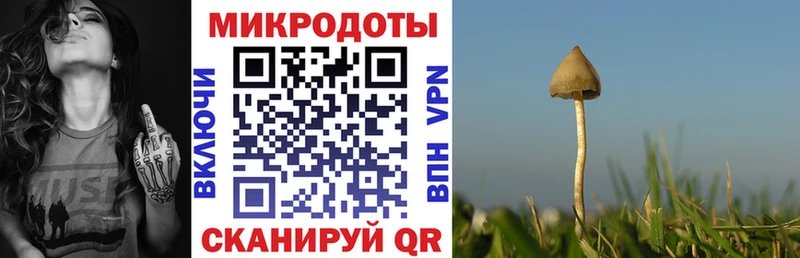 Купить  Майкоп  Псилоцибиновые грибы Psilocybe 